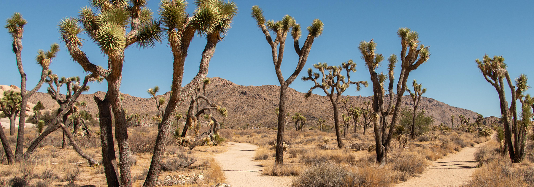 A Perfect One-Day Adventure in Joshua Tree National Park