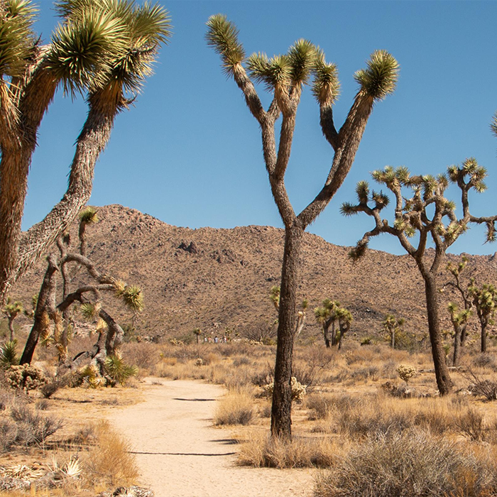 A Perfect One-Day Adventure in Joshua Tree National Park