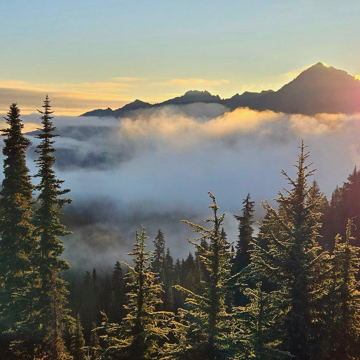 Where Rainforests Meet the Ocean: An Olympic National Park Journey