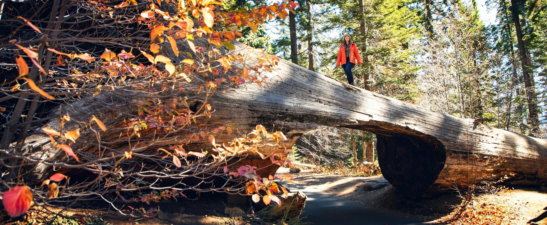 Giant Trees and Mountain Views: Your Sequoia Kings Canyon Adventure