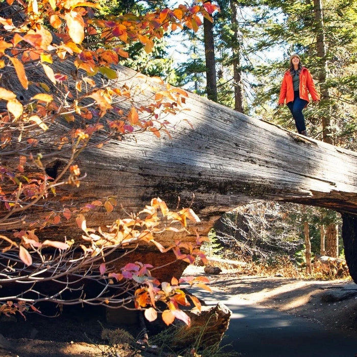 Giant Trees and Mountain Views: Your Sequoia Kings Canyon Adventure