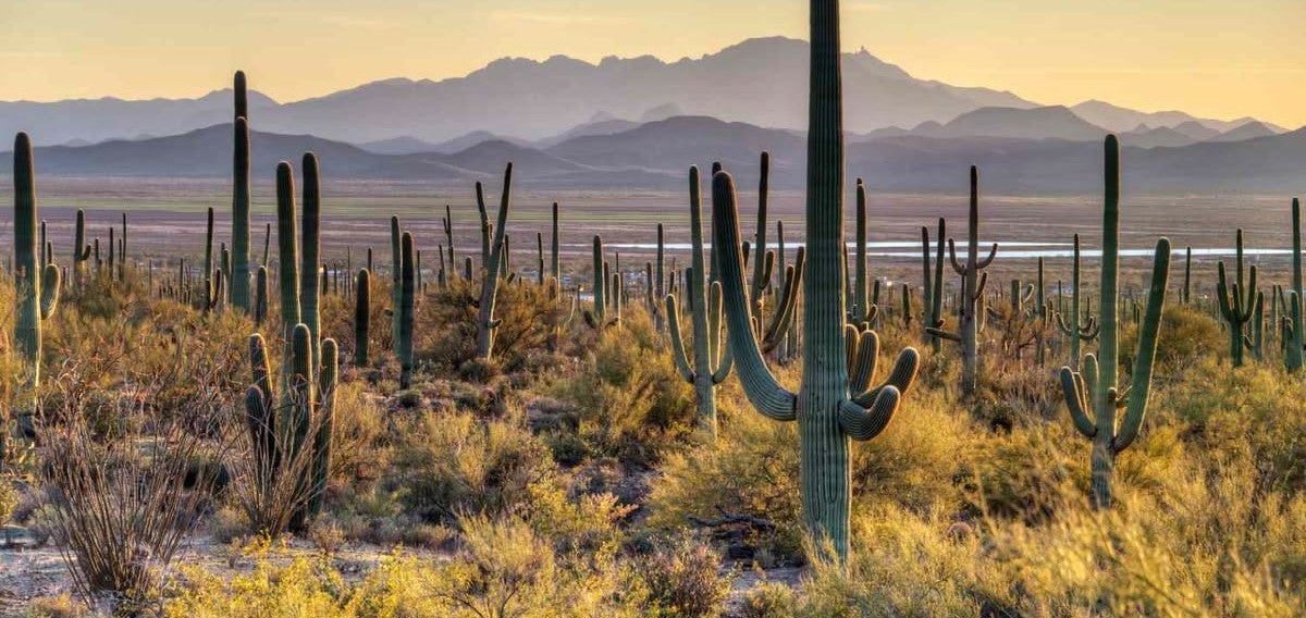 Chasing Giants: The Complete Guide to Visiting Saguaro National Park