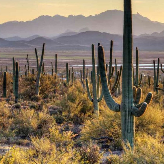Chasing Giants: The Complete Guide to Visiting Saguaro National Park