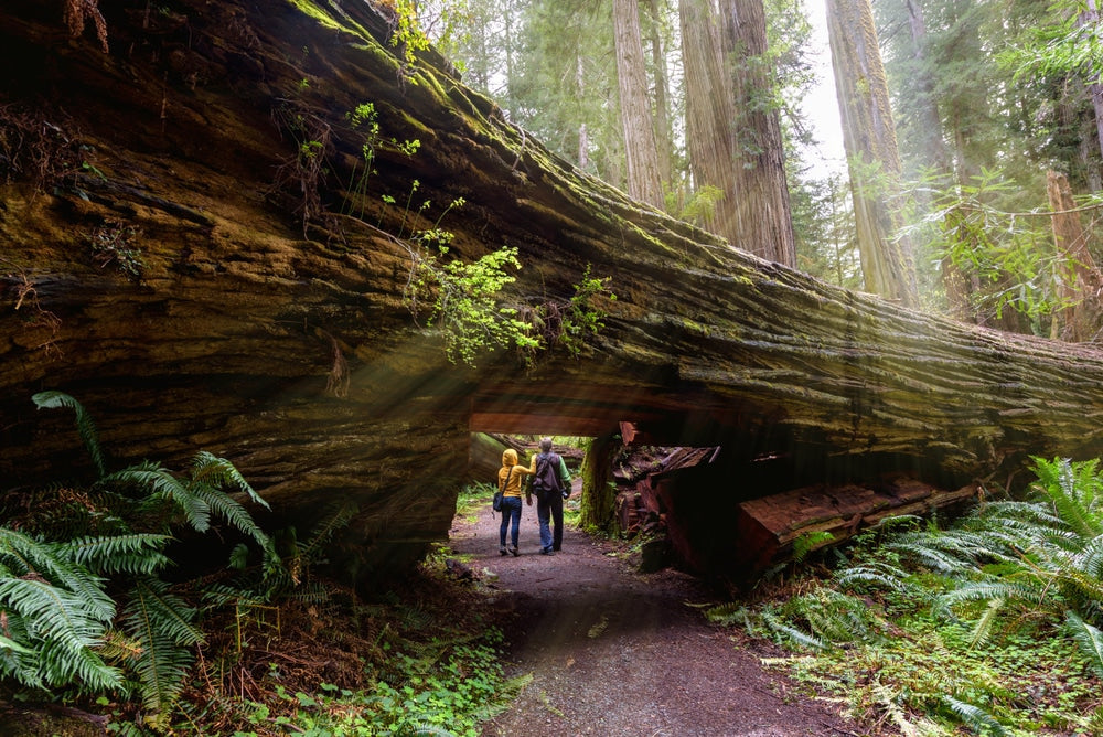 Ultimate Guide to Redwood National Park – Explore the World of Giant Trees