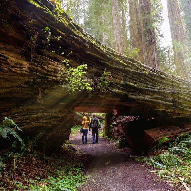 Ultimate Guide to Redwood National Park – Explore the World of Giant Trees